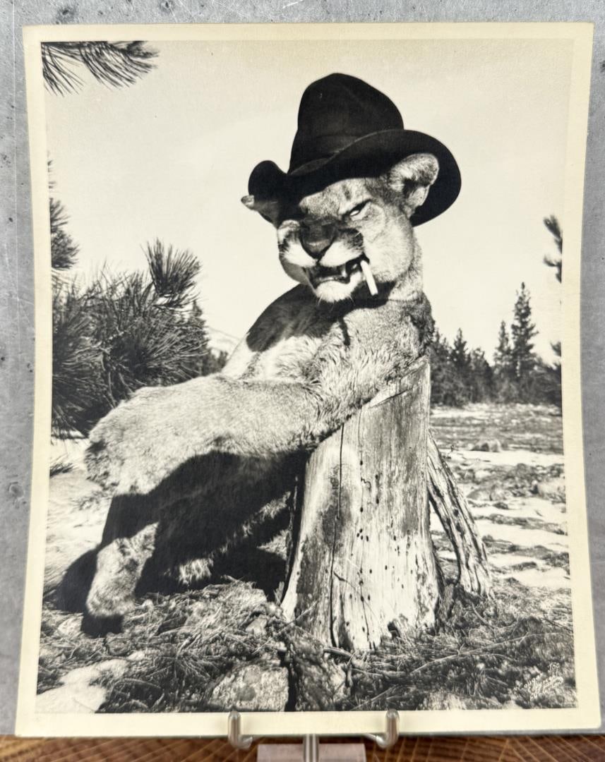 Ernst Peterson Mountain Lion Photo Montana: Photographer is Ernst Peterson of Hamilton Montana. 8" by 10".