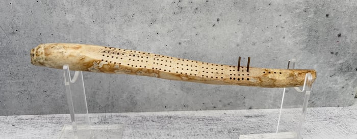 Fossil Walrus Oosik Penis Bone Cribbage Board