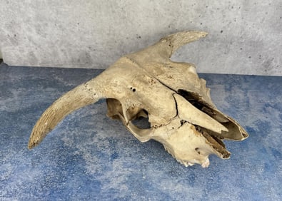 Antique Montana Ranch Found Cow Skull