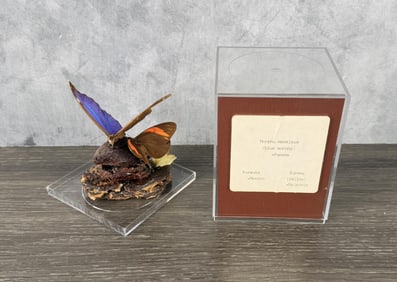 Blue Morpho Real Butterfly Diorama Specimen