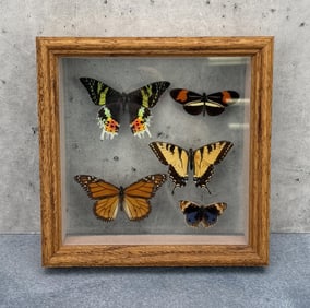 Framed Butterfly Specimens Entomology