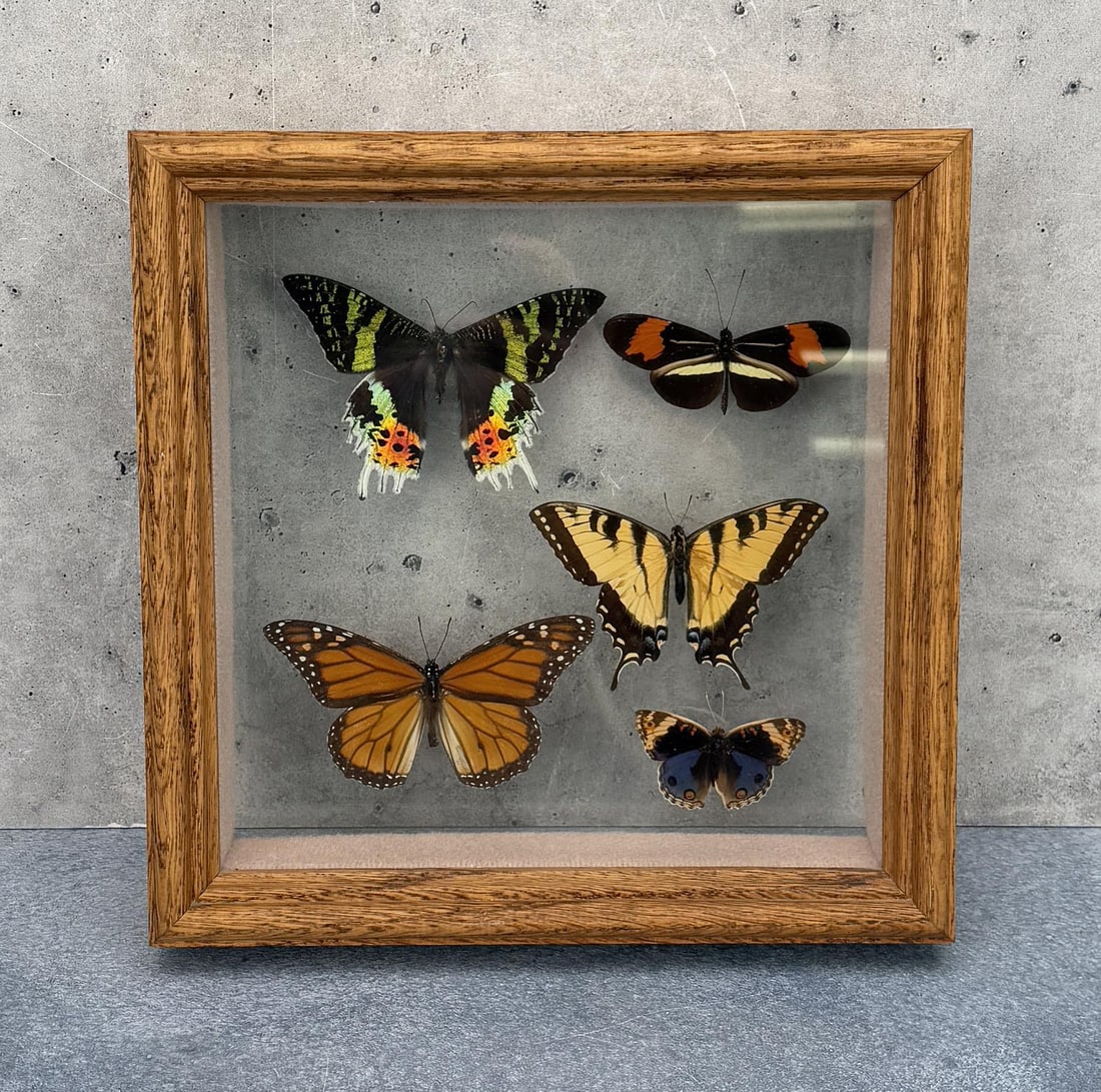Framed Butterfly Specimens Entomology (1 of 3)
