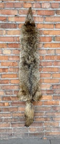 Montana Taxidermy Coyote Pelt Hide
