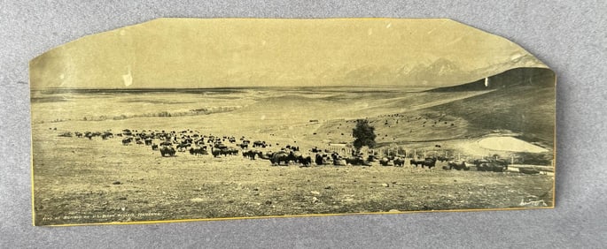 Herd of Buffalo Bison Reserve Montana Print