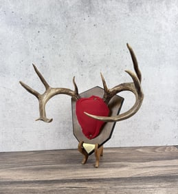 Montana Taxidermy Whitetail Deer Horns