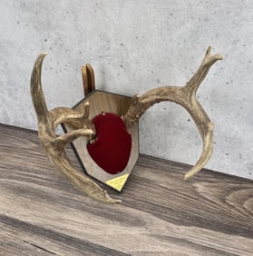 Large Montana Taxidermy Whitetail Deer Horns