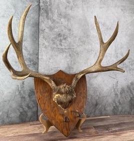 Taxidermy Large Trophy Mule Deer Horns