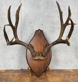 Non Typical Montana Mule Deer Taxidermy Mount