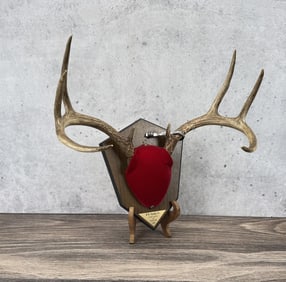 Montana Taxidermy Whitetail Deer Horns