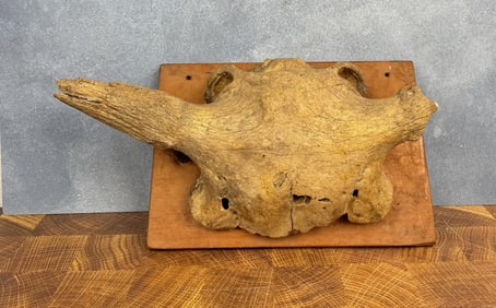 Montana River Found Ancient Buffalo Skull