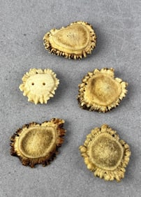 Group Of Elk Antler Rosette Burr