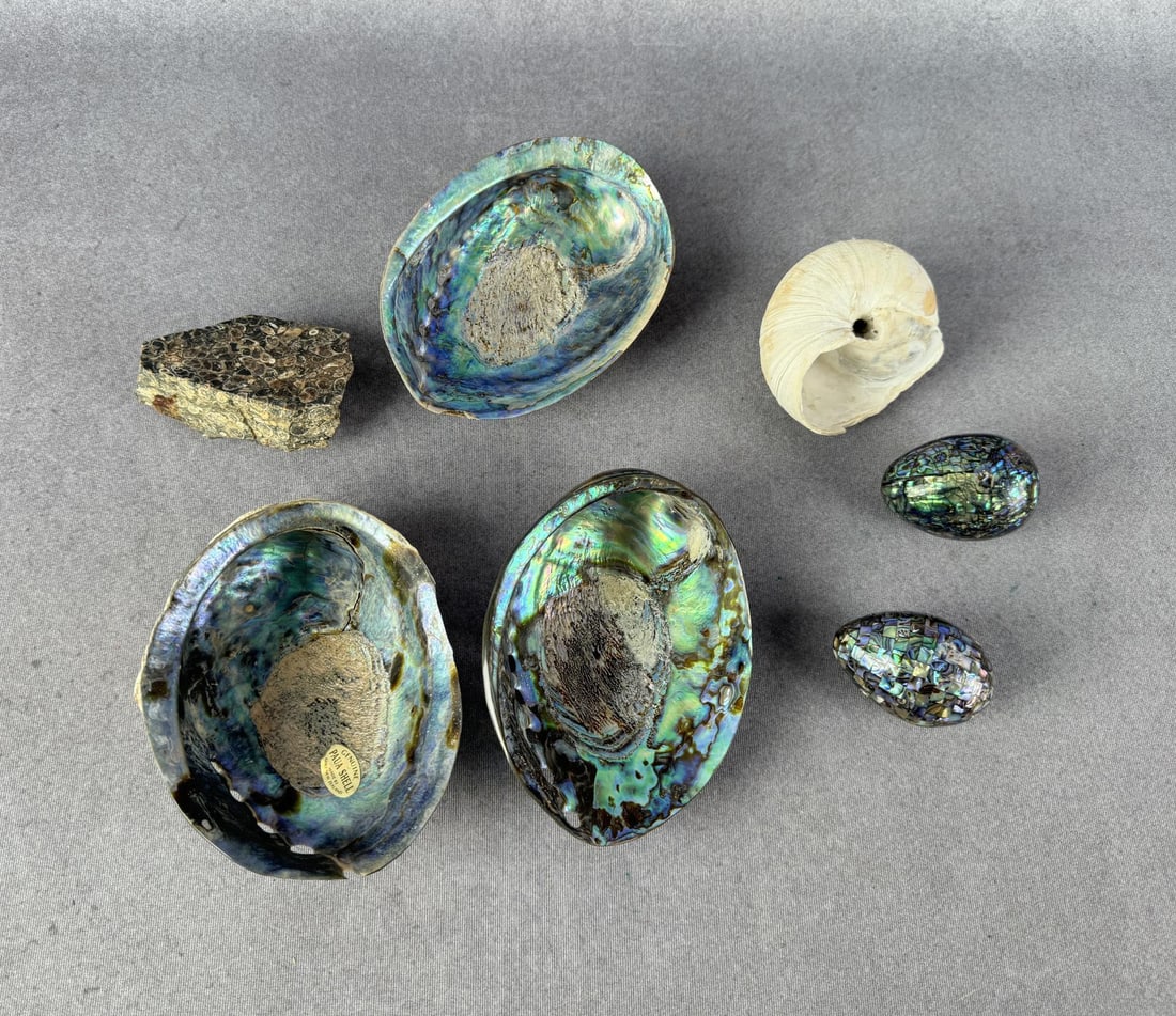 New Zealand Paua Shells & Eggs: Nice grouping