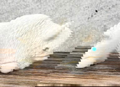 Vince Chavez Zuni White Medicine Buffalo Fetish