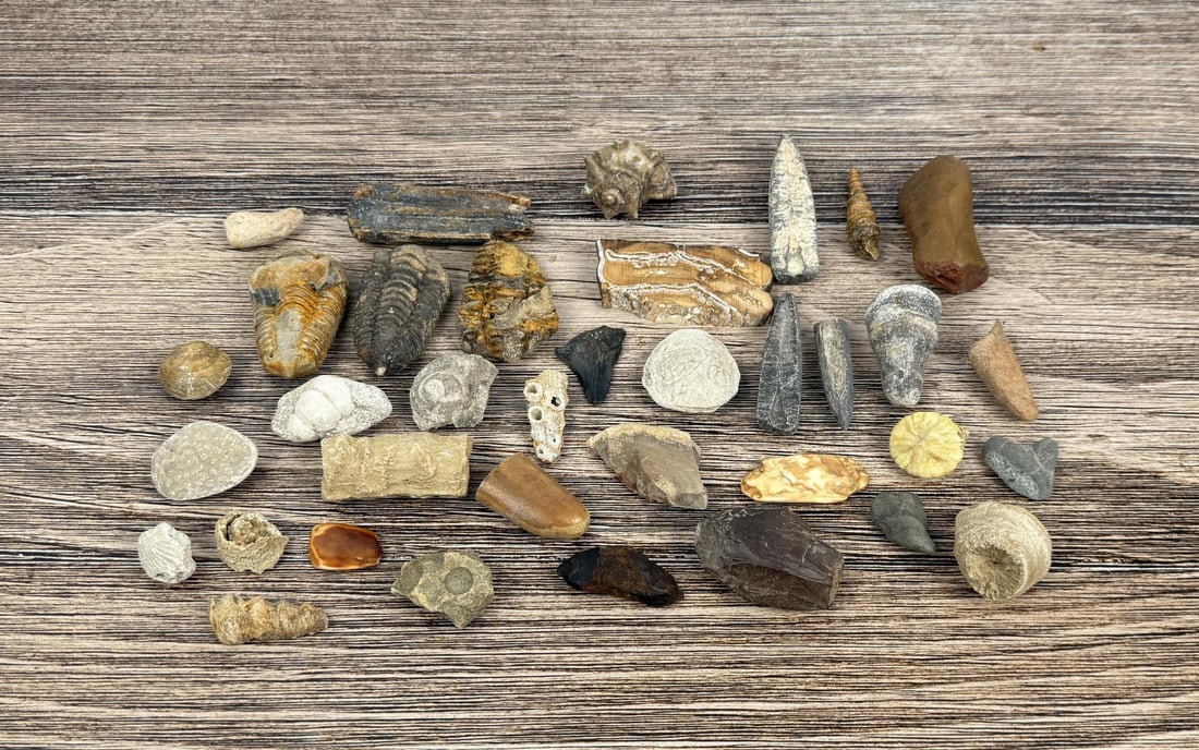 Collection of Fossils: Very nice grouping. Various Locales from North America to Morocco.