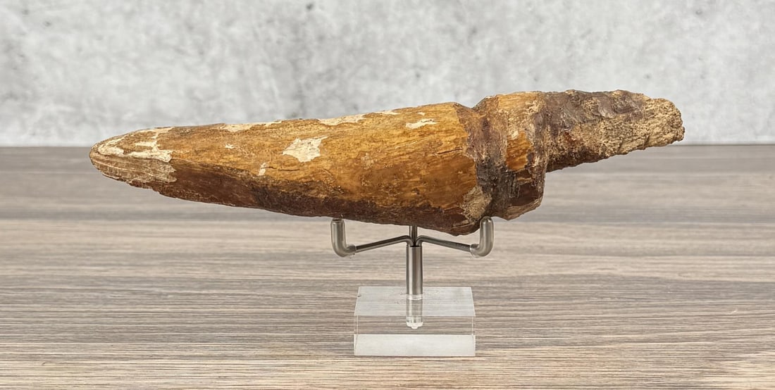 Ancient Thule Inuit Alaskan Eskimo Ice Probe: 7 3/4" long. Carved walrus material. Native made prior to 1972. This item cannot be shipped to Oregon, California, Hawaii, New York, New Jersey, Internationally, or any other state that prohibits.
