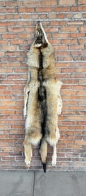 Arctic Wolf Alaskan Taxidermy Tanned Hide