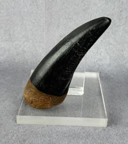 Tyrannosaurus Rex Tooth Resin Replica
