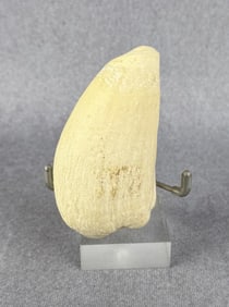 Alaskan Eskimo Whale Tooth Montana Residents Only