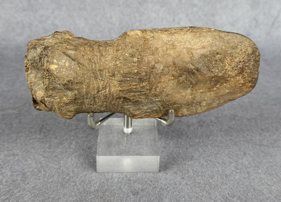 Ancient Thule Inuit Alaskan Eskimo Adze Head: 5 1/2" by 2 1/4" by 1 1/8". Carved walrus material. Native made prior to 1972. This item cannot be shipped to Oregon, California, Hawaii, New York, New Jersey, Internationally, or any other state that