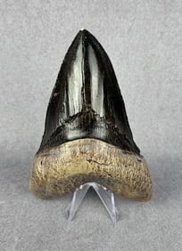 Megalodon Fossil Shark Tooth Resin Replica