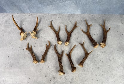 German Taxidermy Roe Deer Horns