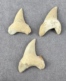 Otodus obliquus Fossil Shark Teeth