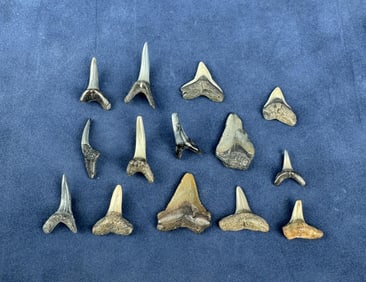 Isurus desori Megalodon Negaprion Shark Teeth