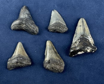 Megalodon Fossil Shark Teeth