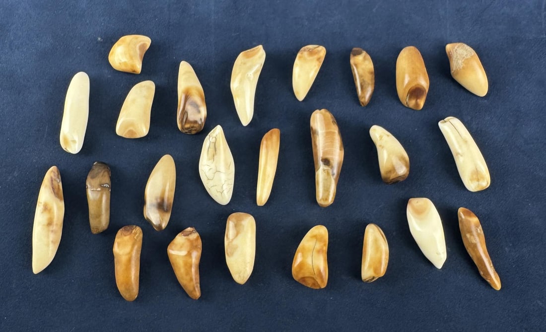 Fossilized Inuit Eskimo Walrus Teeth: Native made prior to 1972. This item cannot be shipped to Oregon, California, Hawaii, New York, New Jersey, Internationally, or any other state that prohibits.