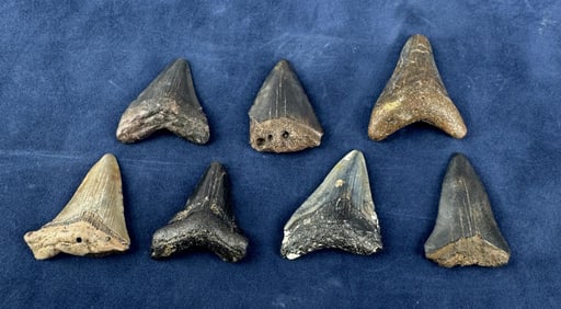 Megalodon Fossil Shark Teeth