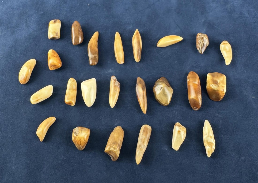 Fossilized Inuit Eskimo Walrus Teeth: Native made prior to 1972. This item cannot be shipped to Oregon, California, Hawaii, New York, New Jersey, Internationally, or any other state that prohibits.