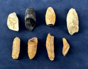Fossilized Inuit Eskimo Walrus Teeth