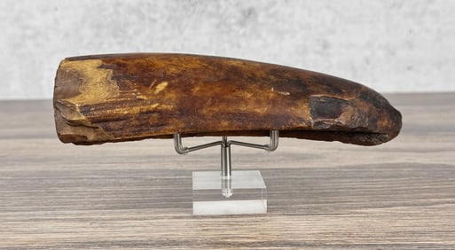 Ancient Thule Alaska Inuit Eskimo Sled Runner