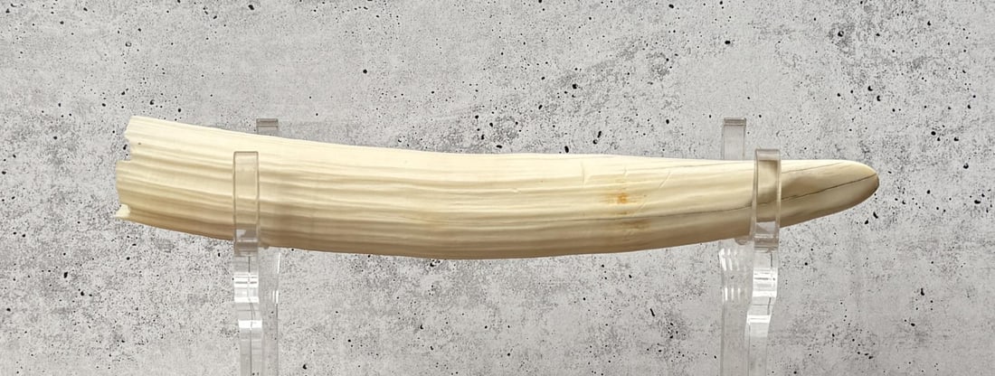 Hippo Tusk: 10 1/4" long.