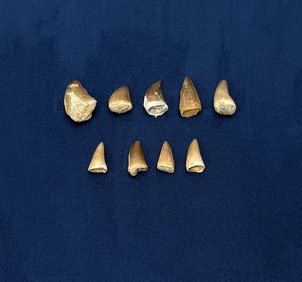 Fossil Mosasaur Teeth