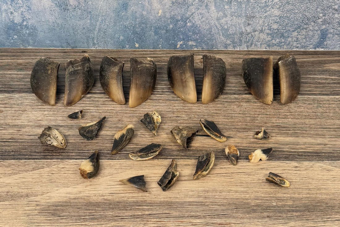 Hoofs & Dew Claws Native American Indian Crafts (1 of 3)