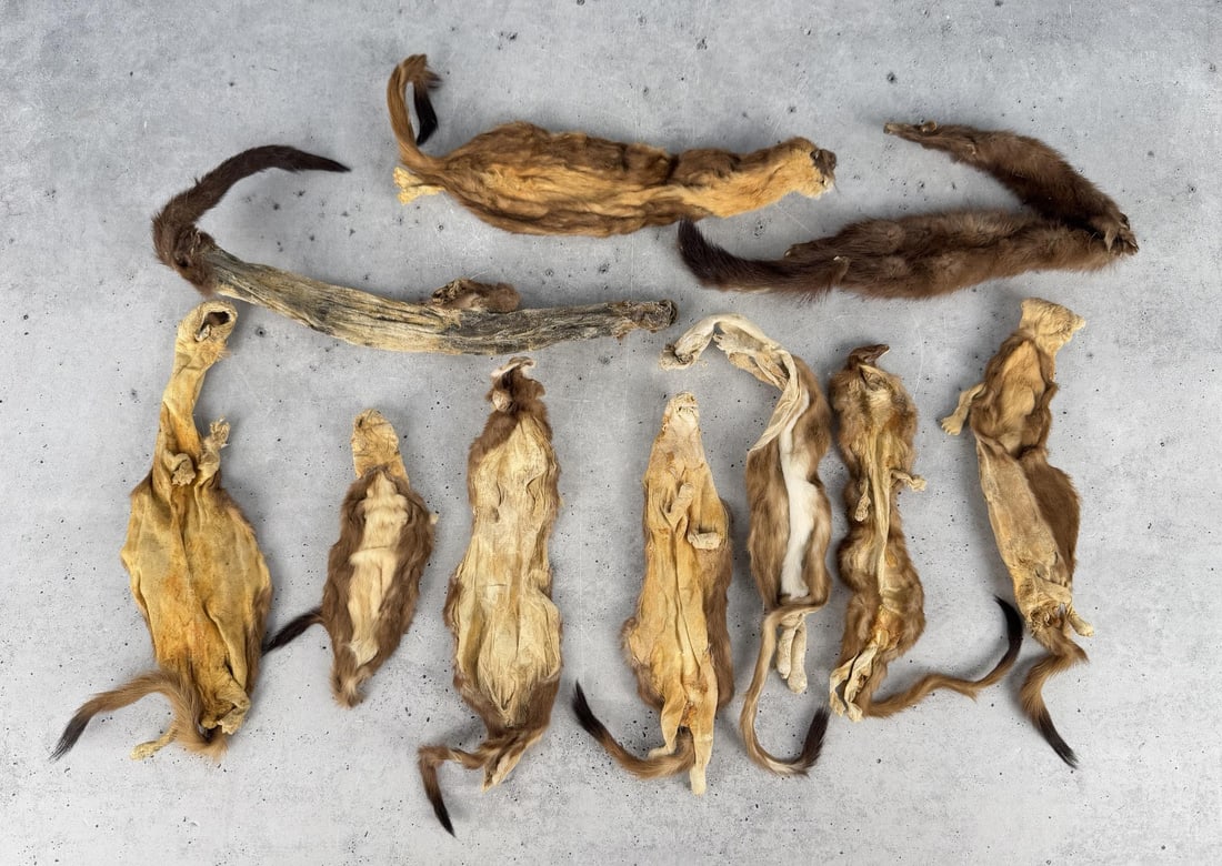 Tanned Mink Hides (1 of 7)