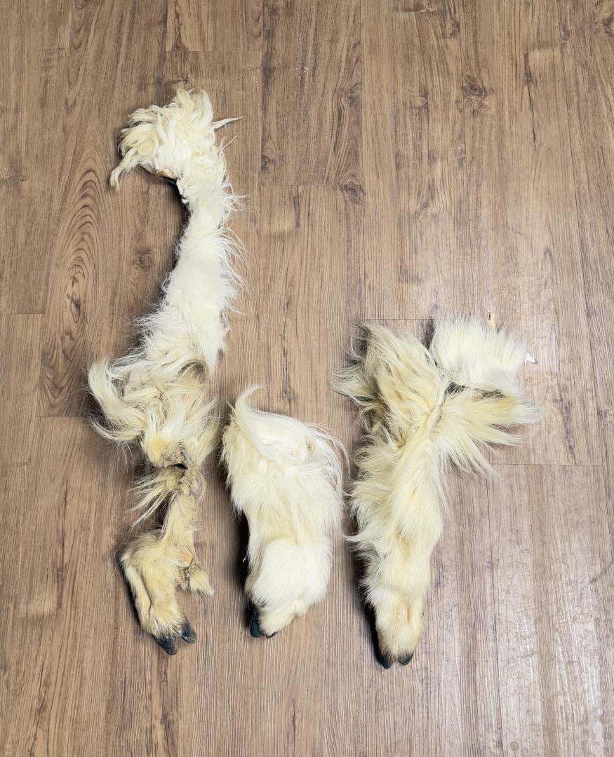 Montana Mountain Goat Hooves: As used for Native American Crafts