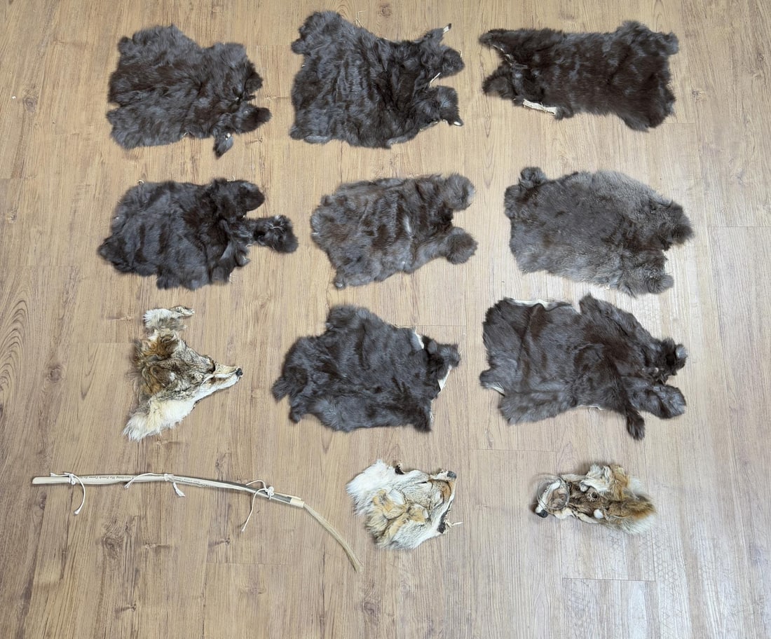 Coyote Heads and Rabbit Pelts: As used for Native American Crafts.
