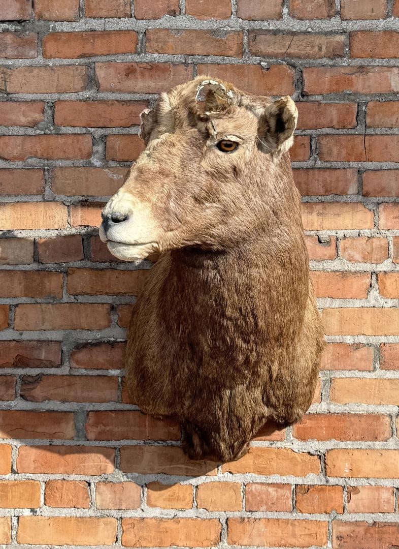 Montana Bighorn Sheep Taxidermy Head (1 of 7)