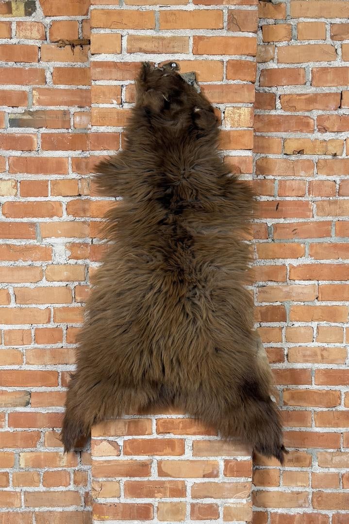 Montana Taxidermy Black Bear Hide (1 of 7)