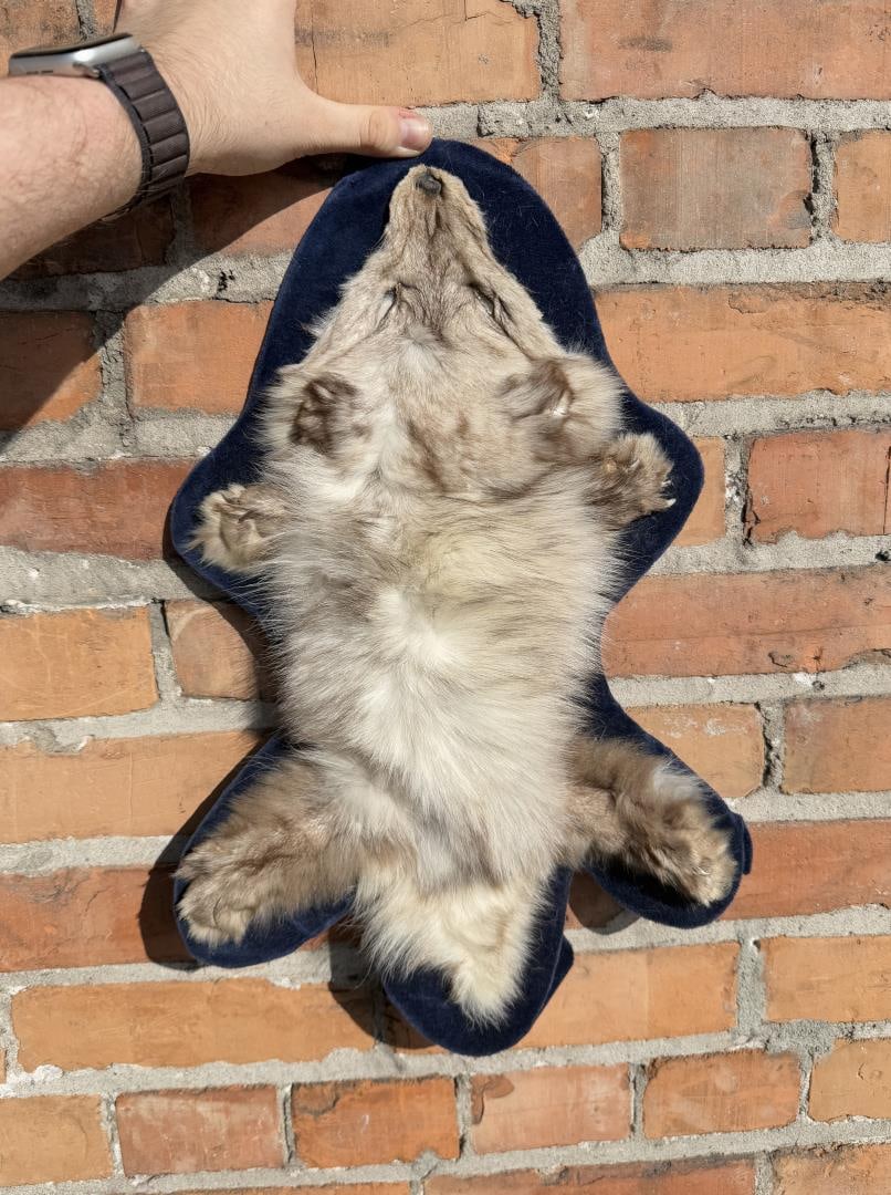 Taxidermy Oddity Miniature Fox Rug (1 of 3)