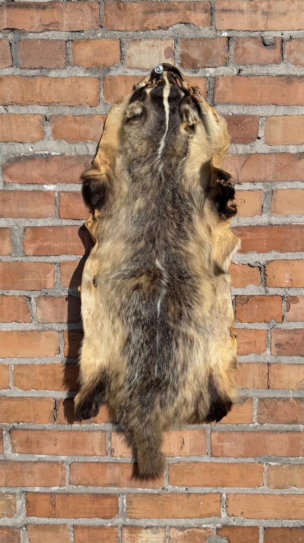 Montana Taxidermy Badger Hide (1 of 6)