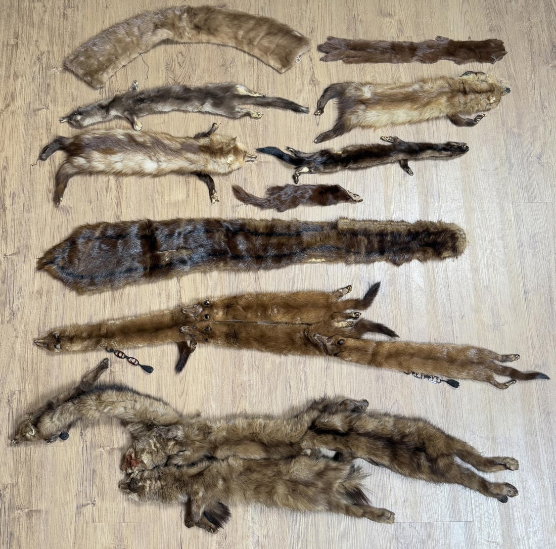 Taxidermy Tanned Mink and Pine Marten (1 of 6)