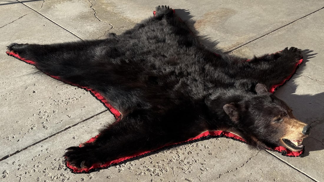 Montana Taxidermy Black Bear Rug (1 of 10)