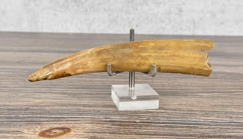 Ancient Thule Inuit Alaskan Eskimo Carved Tusk