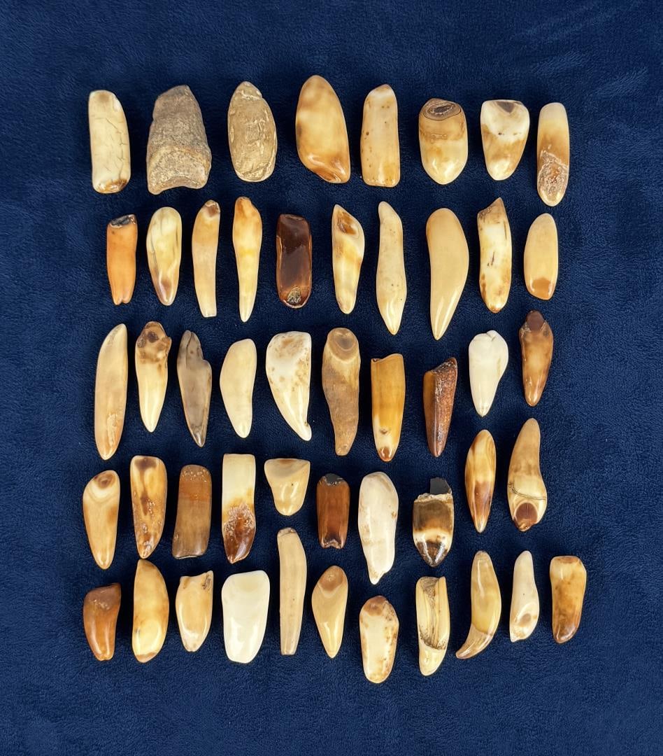 Fossilized Inuit Eskimo Walrus Teeth: Carved walrus material. Native made prior to 1972. This item cannot be shipped to Oregon, California, Hawaii, New York, New Jersey, Internationally, or any other state that prohibits.