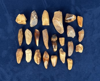 Fossilized Inuit Eskimo Walrus Teeth