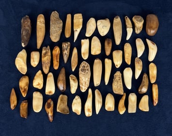 Fossilized Inuit Eskimo Walrus Teeth