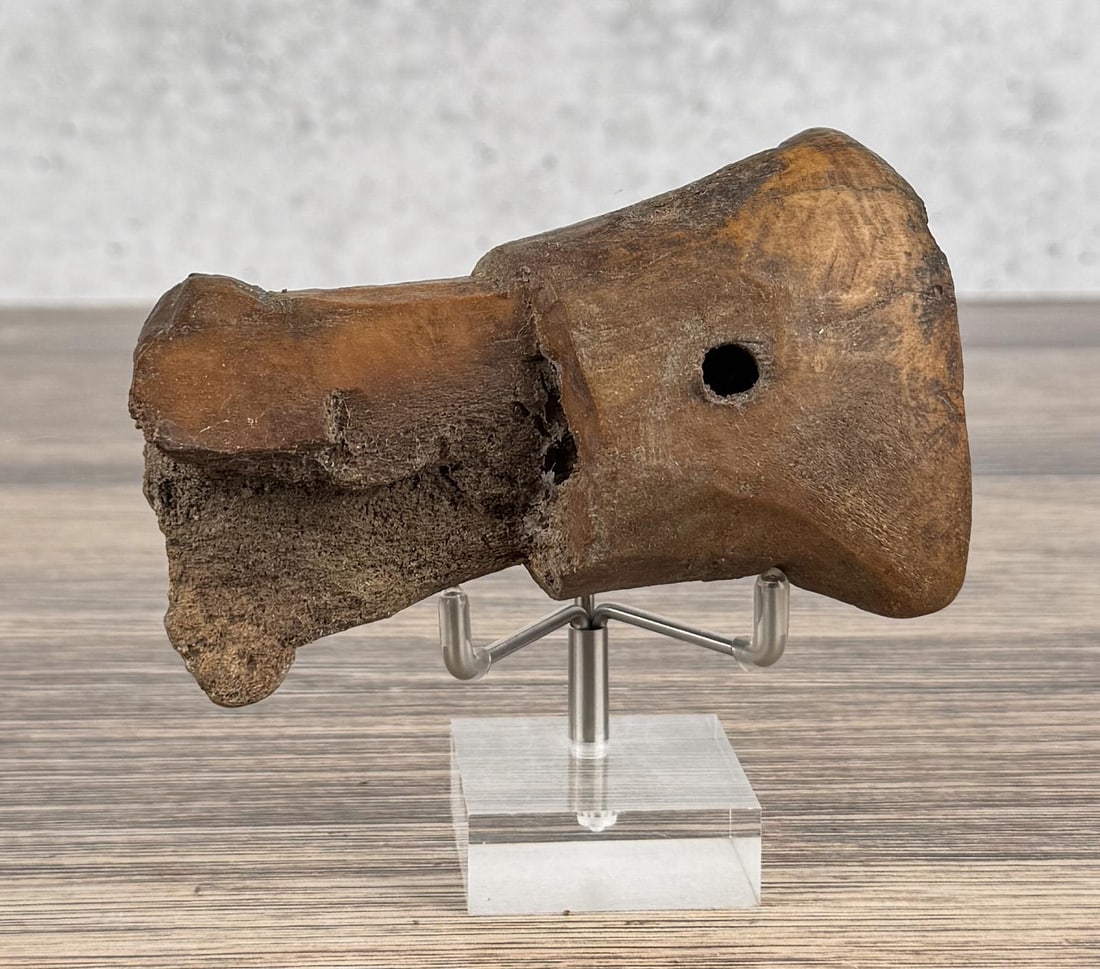 Ancient Thule Inuit Alaskan Eskimo Adze Head: 4 1/2" long. Carved walrus material. Native made prior to 1972. This item cannot be shipped to Oregon, California, Hawaii, New York, New Jersey, Internationally, or any other state that prohibits.